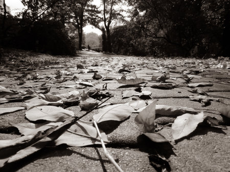 autumn leaves in park, low point of view, sepia toningの写真素材