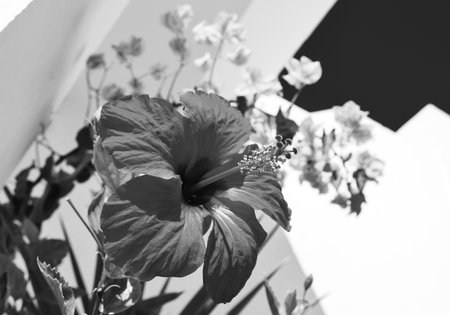 hibiscus, chinese rose on white wall and other flowers asky, summer, black and white, macroの写真素材
