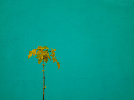 a small fresh growth of trees against the background of the green wall, a few petals, it is completely youngの写真素材