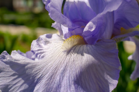 violet blue iris in park, macro, summer urban blurred backgroundの写真素材