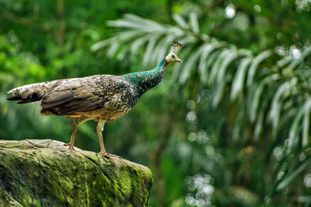 portrait of a bird,  peacock on a stone in forest on blurred backgroundの写真素材