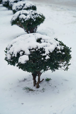 Snow-covered decorative green bushes outdoors, winter close-upの写真素材