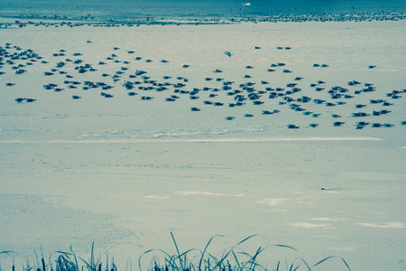 Birds winter on ice on a frozen river