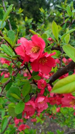Red crimson flowers on a bush, macroの写真素材