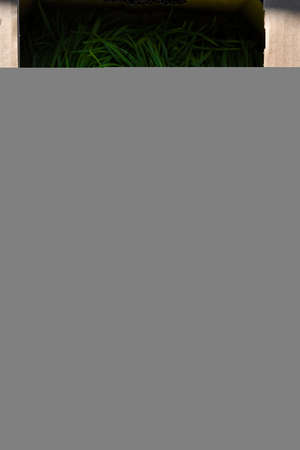 Bunches of green onions on display in the boxの写真素材