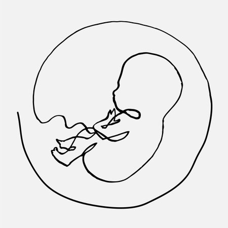Infant in the womb, single line drawing, vector continuous lineのイラスト素材