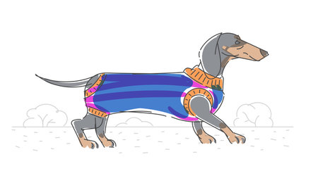 Dachshund in a sweater for dogs on a walk, minimalist vector dawingのイラスト素材