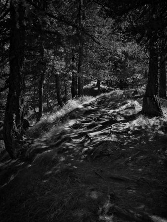 walking in a little way in the forestの写真素材