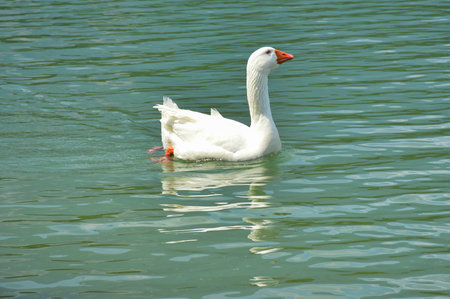 a nice goose in the lakeの写真素材