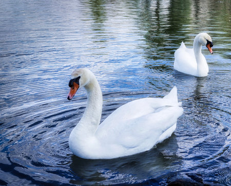 2 swans in the lakeの写真素材