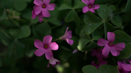 Pink flowers of Oxalis acetosella (Oxalis acetosella)の写真素材
