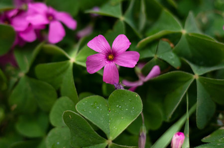 Pink flowers of Oxalis acetosella (Oxalis acetosella)の写真素材