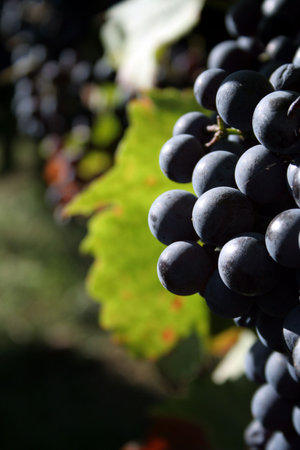 Vineyardの写真素材