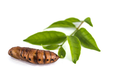 chrysalis and leaf on white screenの写真素材