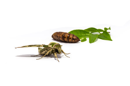 moth (Daphnis nerii) pupa and leaf on white screenの写真素材