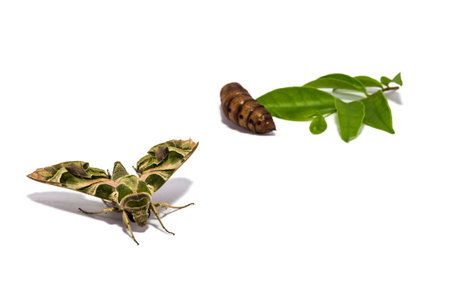 moth (Daphnis nerii) pupa and leaf on white screenの写真素材