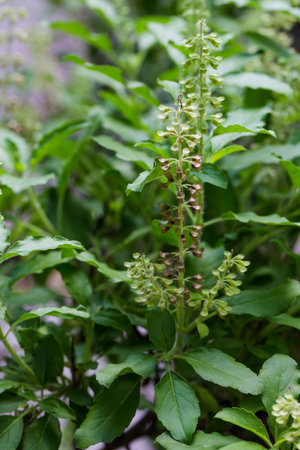 Fresh Ocimum sanctum in garden.の写真素材