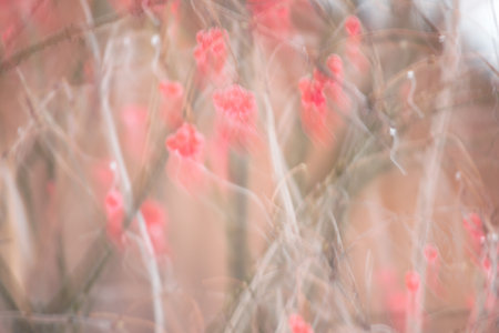 Red berries on the Bush out of focusの写真素材