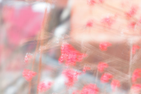 Red berries on the Bush out of focus