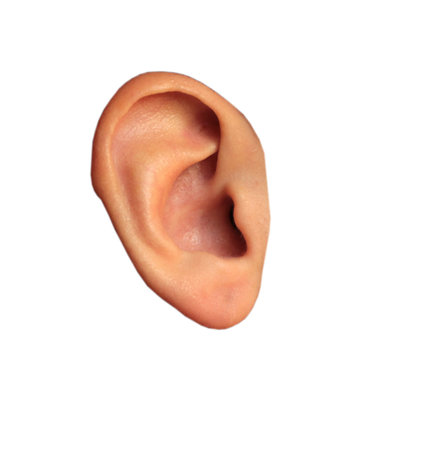 the cochlea of the ear in isolationの写真素材