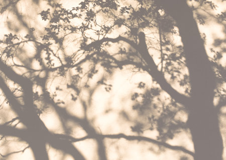 shadow from a tree on a wall