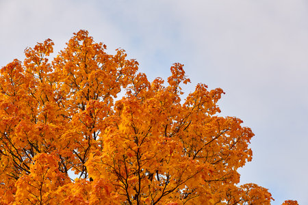 the top of the orange maple leaves against the skyの写真素材