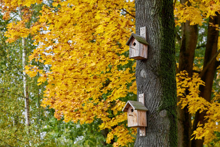 birdhouses on a tree on a background of yellow maple