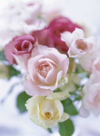 pink rosesの写真素材