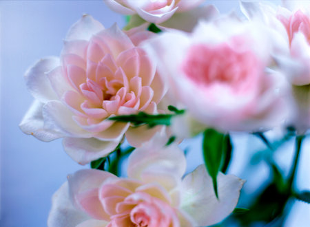 spray roses
