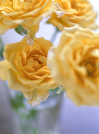 orange rosesの写真素材