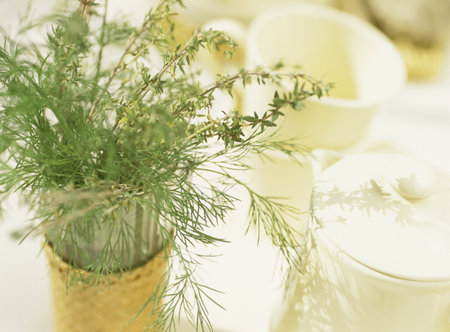 Herbsの写真素材