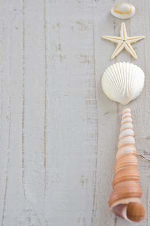 starfish and seashell on white board