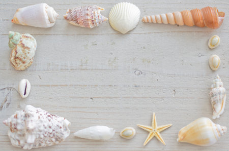 starfish and seashell on white board