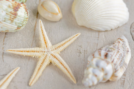 Starfish, seashells and stones isolated on white background