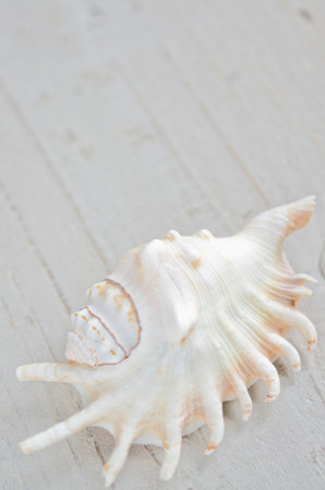 seashell isolated on white background