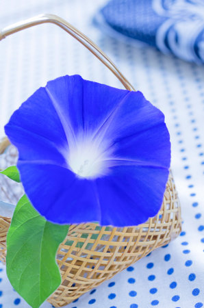blue moning glory in basket