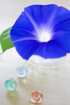 blue morning glory and Colorful glass marbles