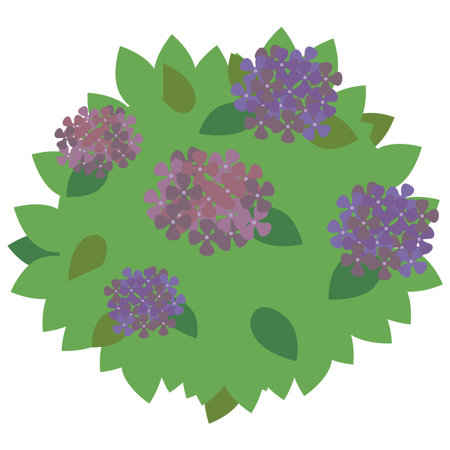 A hydrangea plant with several flowers in bloomのイラスト素材