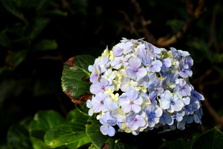 Beautiful purple hydrangea macrophylla flowers