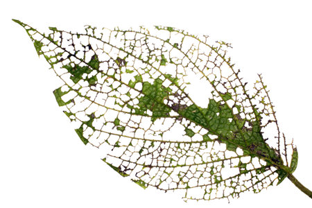 Leaf of a rainforest plant after attack by browsing insectsの写真素材