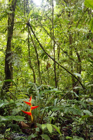 Heliconia plant flowering in the Amazon rainforest