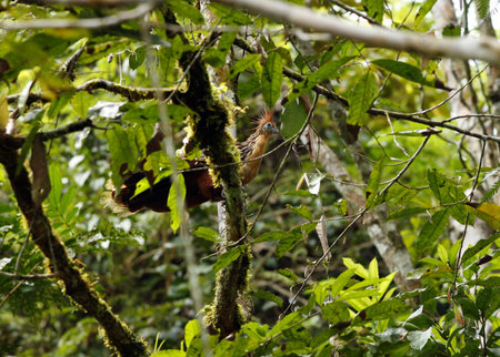 Hoatzin (Opisthocomus hoatzin) perched in the rainforest understoryの写真素材