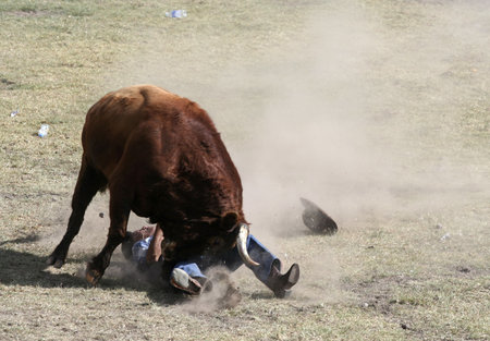 Man being tossed by a bull at an Ecuadorian country bullfightの写真素材
