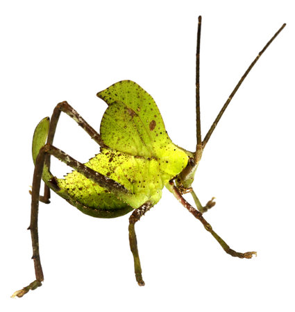 Green leaf mimic katydidの写真素材