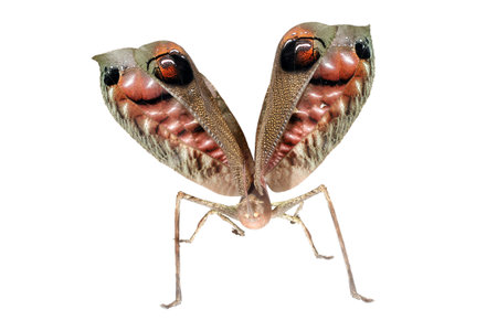 A startled leaf mimic katydid showing eyespots on wingsの写真素材