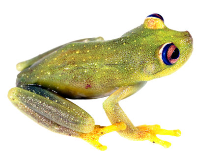 Rough-skinned green treefrog (Hypsiboas cinerascens)の写真素材