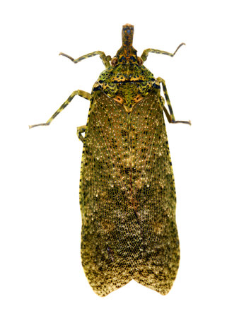 Tropical fulgorid bug