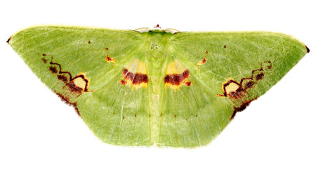 Moth from the Ecuadorian Amazon in resting positionの写真素材