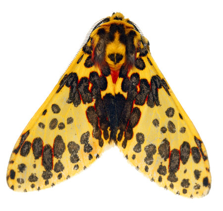 Tropical moth in resting positionの写真素材