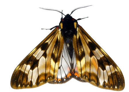 Tropical moth in resting positionの写真素材